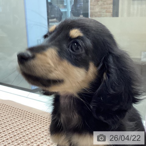 神奈川県のカニンヘンダックスフンド(ロング) (ペットプラス 座間店/2026年2月11日生まれ/男の子/ブラックタン)の子犬の3枚目の画像