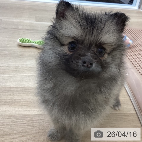 ポメラニアンの写真