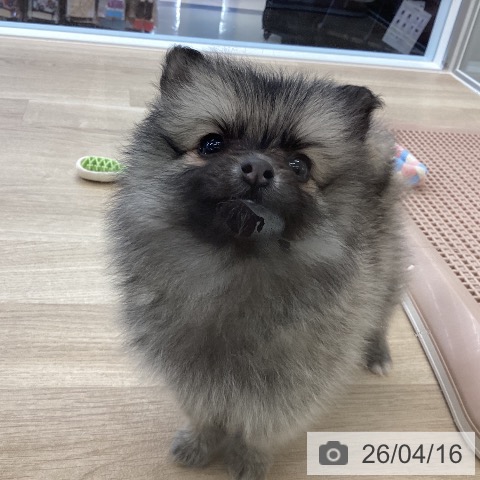 ポメラニアンの写真