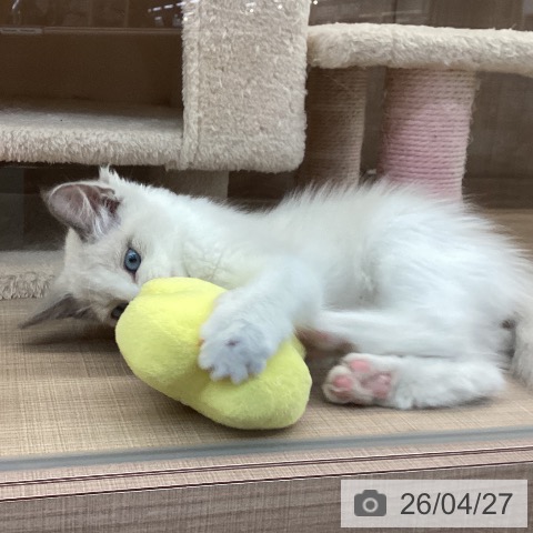 ラグドールの写真