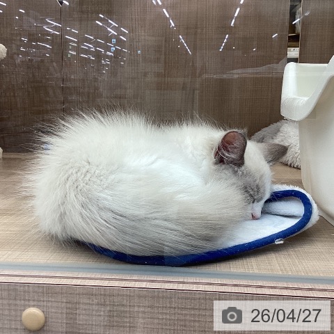 ラグドールの写真