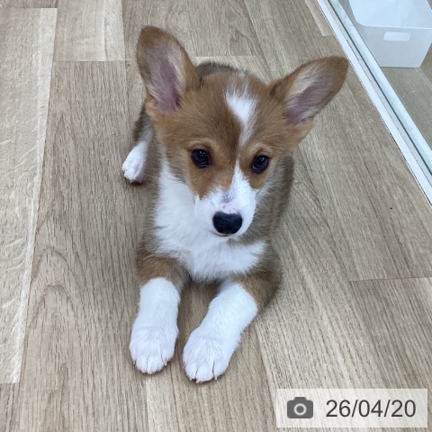 山梨県のウェルシュコーギーペンブローク (ペットプラス 甲府国母店/2026年2月12日生まれ/男の子/レッドホワイト)の子犬の3枚目の画像