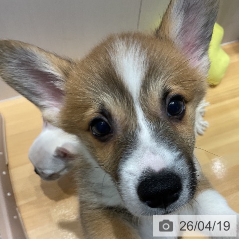 ウェルシュ・コーギー・ペンブロークの写真