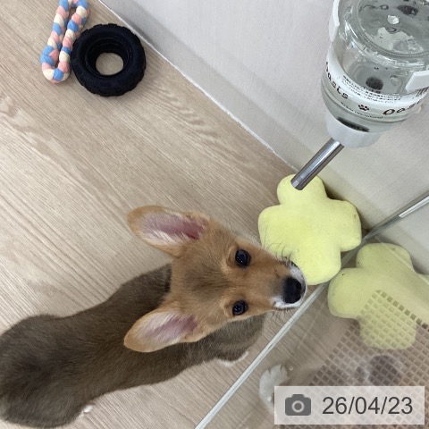 埼玉県のウェルシュコーギーペンブローク (ペットプラス 八潮店/2026年2月12日生まれ/男の子/レッドホワイト)の子犬の4枚目の画像