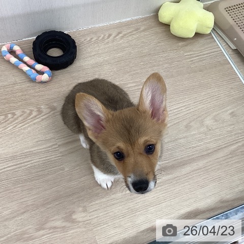 埼玉県のウェルシュコーギーペンブローク (ペットプラス 八潮店/2026年2月12日生まれ/男の子/レッドホワイト)の子犬の3枚目の画像