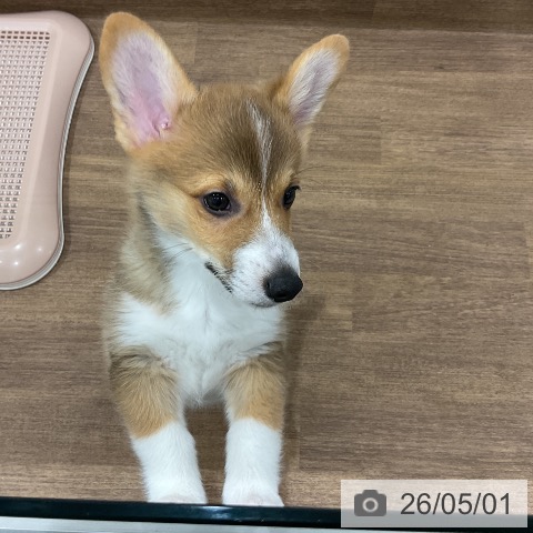 埼玉県のウェルシュコーギーペンブローク (ペッツワン 吉川美南店/2026年2月12日生まれ/男の子/レッドホワイト)の子犬の3枚目の画像