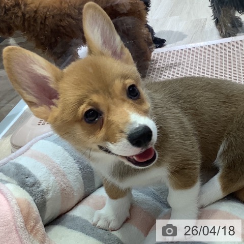 長野県のウェルシュコーギーペンブローク (ペットプラス 長野店/2026年2月12日生まれ/女の子/レッドホワイト)の子犬の4枚目の画像