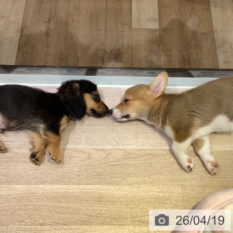 長野県のウェルシュコーギーペンブローク (ペットプラス 長野店/2026年2月12日生まれ/女の子/レッドホワイト)の子犬の3枚目の画像