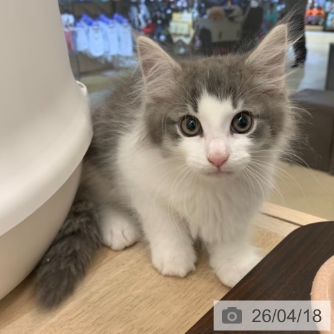 東京都のノルウェージャンフォレストキャット (ペットプラス アクアシティお台場店/2026年2月4日生まれ/男の子/ブルータビーホワイト)の子猫の4枚目の画像
