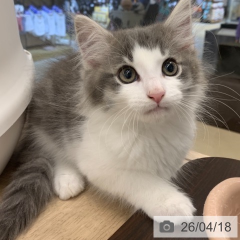 東京都のノルウェージャンフォレストキャット (ペットプラス アクアシティお台場店/2026年2月4日生まれ/男の子/ブルータビーホワイト)の子猫の3枚目の画像