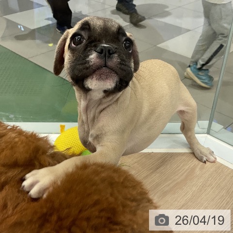 フレンチ・ブルドッグの写真