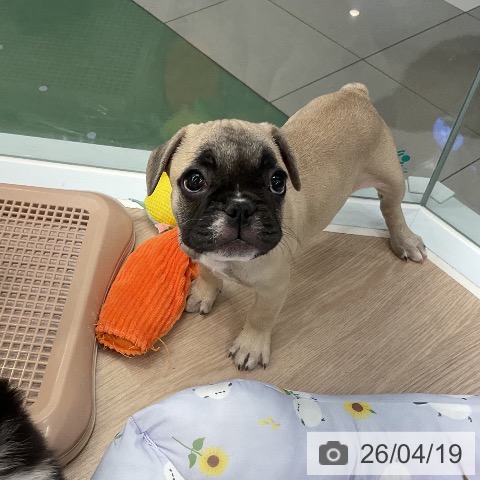 フレンチ・ブルドッグの写真