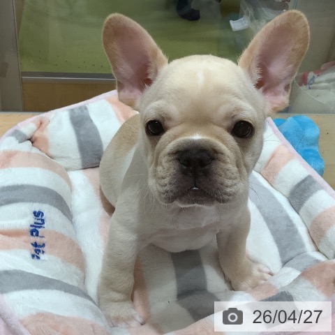 埼玉県のフレンチブルドッグ (ペットプラス 羽生店/2026年2月14日生まれ/男の子/クリーム)の子犬の4枚目の画像