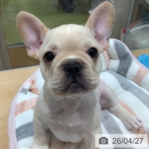 埼玉県のフレンチブルドッグ (ペットプラス 羽生店/2026年2月14日生まれ/男の子/クリーム)の子犬の3枚目の画像