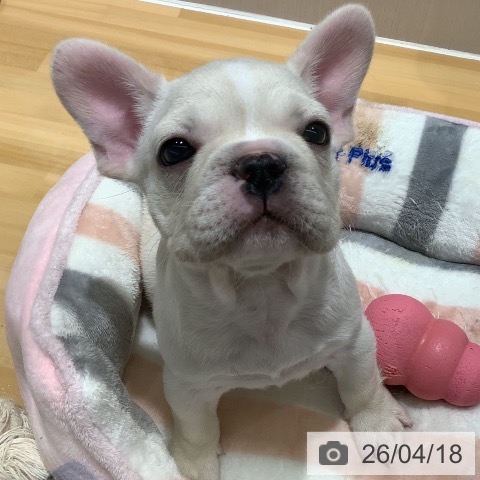 フレンチ・ブルドッグの写真