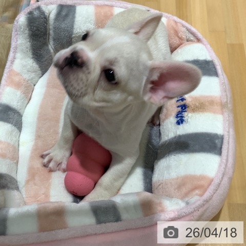 フレンチ・ブルドッグの写真