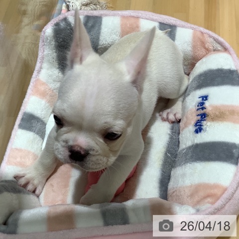 フレンチ・ブルドッグの写真