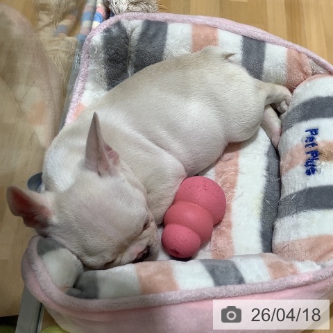 フレンチ・ブルドッグの写真