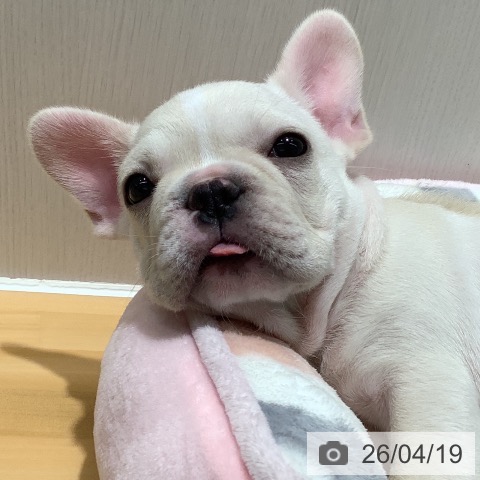 山梨県のフレンチブルドッグ (ペットプラス 甲府昭和店/2026年2月14日生まれ/女の子/クリーム)の子犬の4枚目の画像