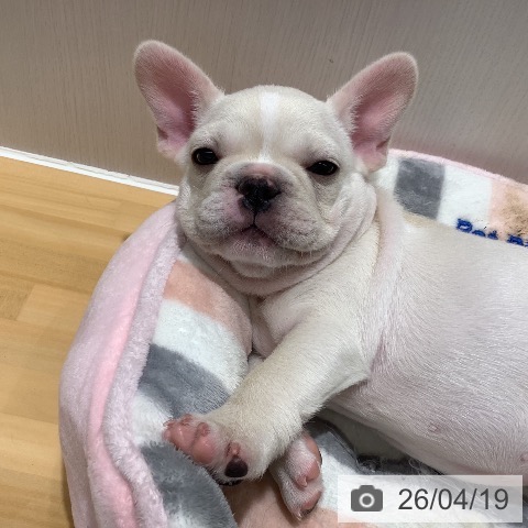 山梨県のフレンチブルドッグ (ペットプラス 甲府昭和店/2026年2月14日生まれ/女の子/クリーム)の子犬の3枚目の画像