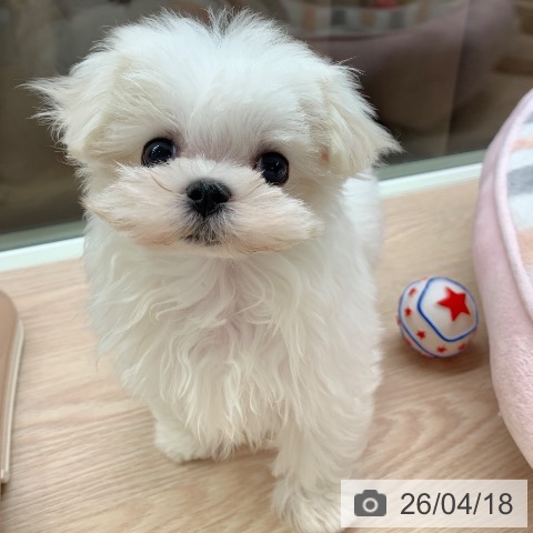 マルチーズの写真