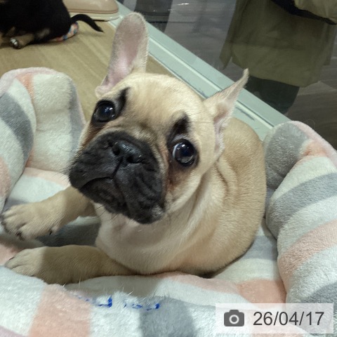 フレンチ・ブルドッグの写真