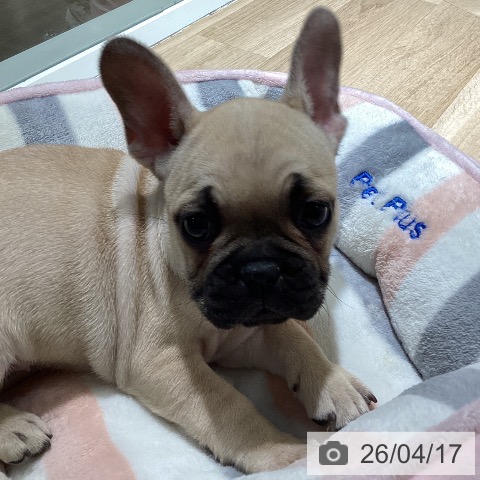 フレンチ・ブルドッグの写真