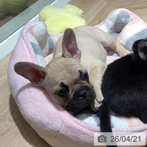 フレンチ・ブルドッグの写真