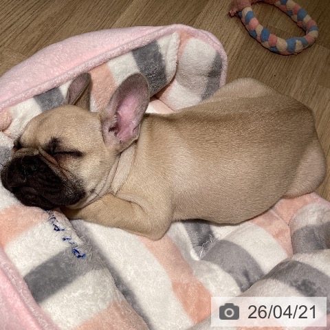 フレンチ・ブルドッグの写真