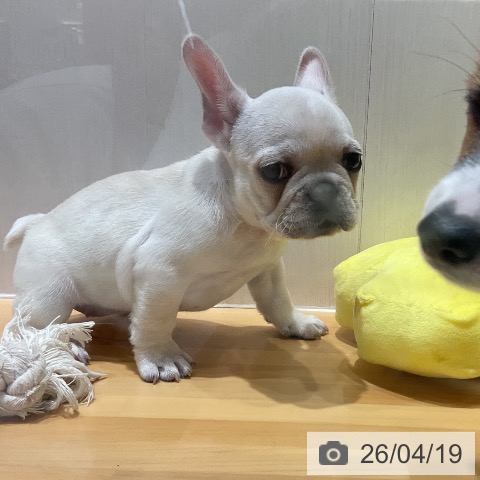 フレンチ・ブルドッグの写真