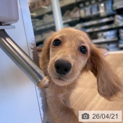 千葉県のカニンヘンダックスフンド(ロング) (ペットプラス コトエ流山おおたかの森店/2026年1月30日生まれ/男の子/クリアレッド)の子犬の4枚目の画像