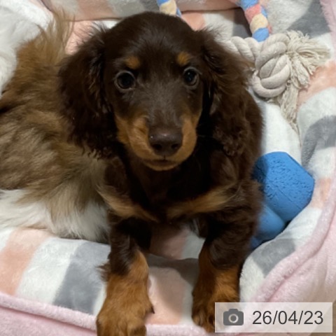 カニーンヘン・ダックスフンドの写真