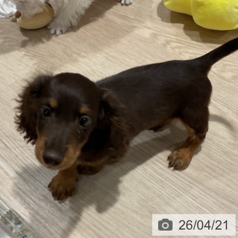 カニーンヘン・ダックスフンドの写真