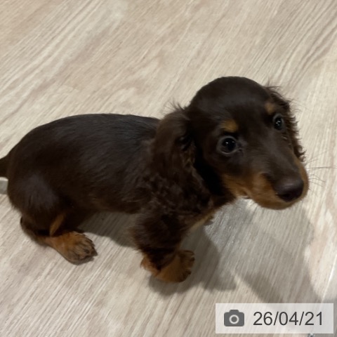 カニーンヘン・ダックスフンドの写真