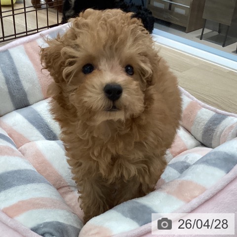 愛媛県のトイプードル(トイ) (ペットプラス 新居浜店/2026年2月6日生まれ/男の子/アプリコット)の子犬の4枚目の画像