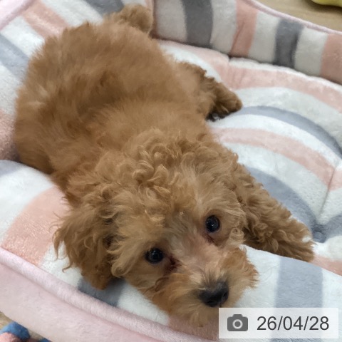 愛媛県のトイプードル(トイ) (ペットプラス 新居浜店/2026年2月6日生まれ/男の子/アプリコット)の子犬の3枚目の画像