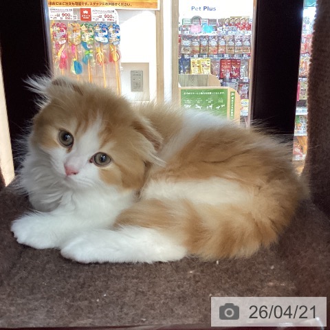 スコティッシュフォールドの写真