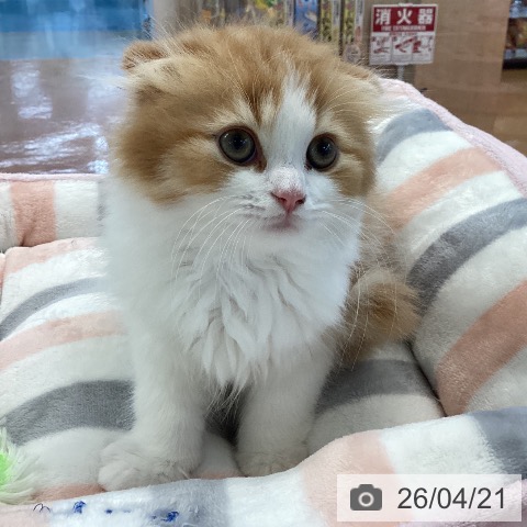 スコティッシュフォールドの写真