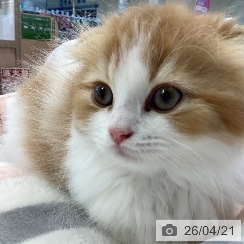 スコティッシュフォールドの写真