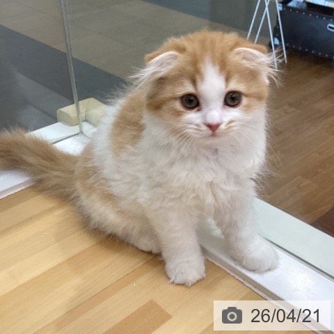 スコティッシュフォールドの写真