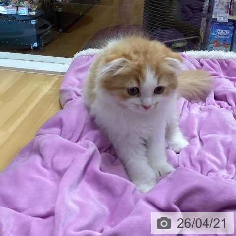 スコティッシュフォールドの写真