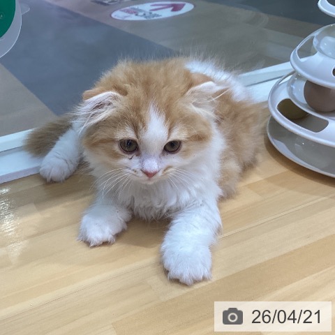 スコティッシュフォールドの写真