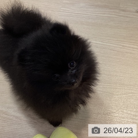 岡山県のポメラニアン (ペットプラス 岡山店/2026年2月14日生まれ/男の子/ブラック)の子犬の4枚目の画像