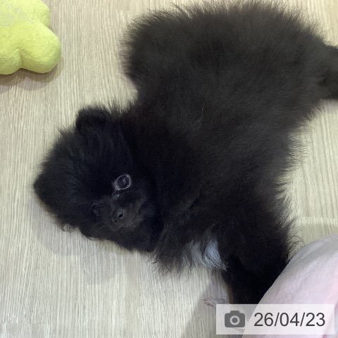 岡山県のポメラニアン (ペットプラス 岡山店/2026年2月14日生まれ/男の子/ブラック)の子犬の3枚目の画像
