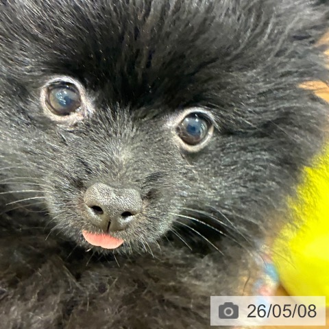 岡山県のポメラニアン (ペッツワン 岡山南店/2026年2月14日生まれ/女の子/ブラック)の子犬の4枚目の画像