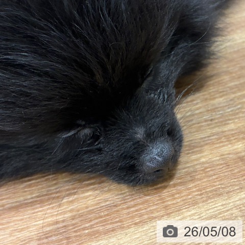 岡山県のポメラニアン (ペッツワン 岡山南店/2026年2月14日生まれ/女の子/ブラック)の子犬の3枚目の画像