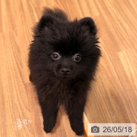 岡山県のポメラニアン (ペッツワン 岡山南店/2026年2月14日生まれ/女の子/ブラック)の子犬の3枚目の画像
