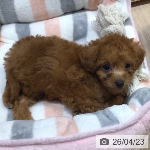 トイ・プードルの写真