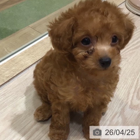神奈川県のトイプードル(トイ) (ペットプラス 川崎ルフロン店/2026年2月18日生まれ/女の子/アプリコット)の子犬の4枚目の画像