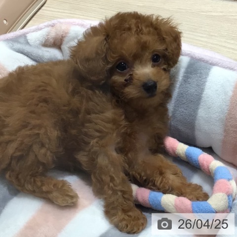 神奈川県のトイプードル(トイ) (ペットプラス 川崎ルフロン店/2026年2月18日生まれ/女の子/アプリコット)の子犬の3枚目の画像